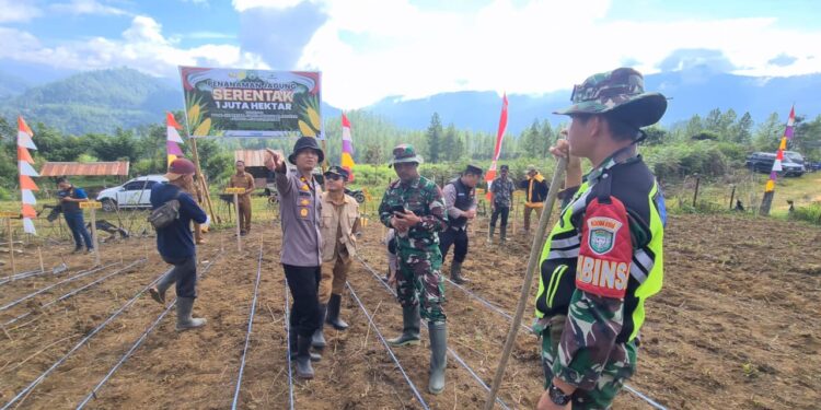 Kapolsek Linge Bersama Muspika Dan Masyarakat Tanam Jagung Serentak Di Kampung Gelampang Gading