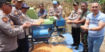 Panen Raya Jagung Kuartal III, Kapolres Aceh Tengah dan Forkopimda Dukung Pangan Nasional