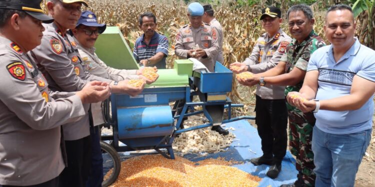 Panen Raya Jagung Kuartal III, Kapolres Aceh Tengah dan Forkopimda Dukung Pangan Nasional