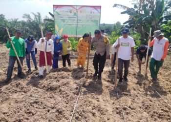 Dukung Swasembada Pangan 2025, Polsek Pangkalan Kerinci Tanam Jagung Serentak