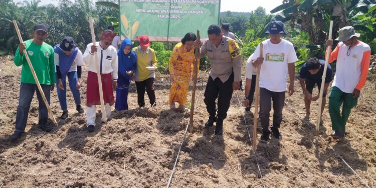 Dukung Swasembada Pangan 2025, Polsek Pangkalan Kerinci Tanam Jagung Serentak