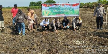 Dukung Ketahanan Pangan, Polsek Kuala Kampar Tanam Jagung di Lahan 2 Hektar