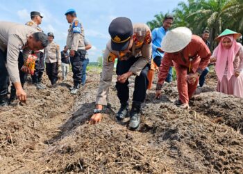 Dukung Ketahanan Pangan, Warga Air Kuning Tanam Jagung Serentak