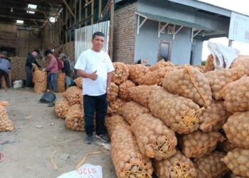 Pasca Bencana, Rumah Tani Nusantara Kirim 60 Ton Kentang Mendongkrak Harga Petani Gayo