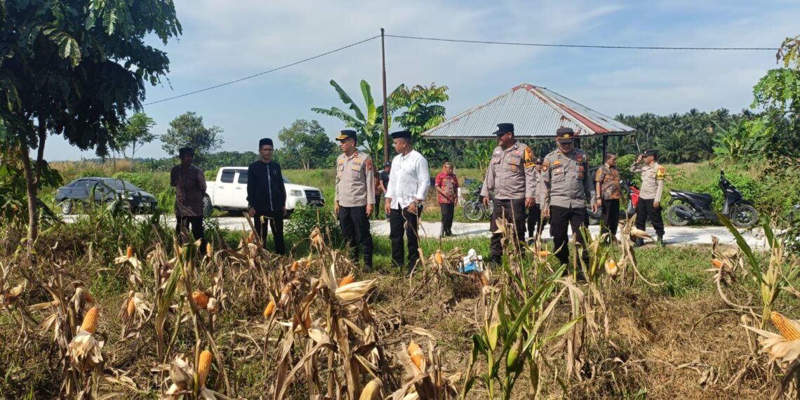 Sukseskan KPN 2026, Polsek Siak Hulu Dan Ponpes MIR Panen Jagung 1.3 Ton
