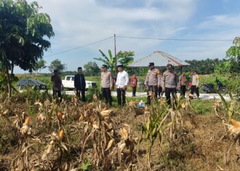 Sukseskan KPN 2026, Polsek Siak Hulu Dan Ponpes MIR Panen Jagung 1.3 Ton