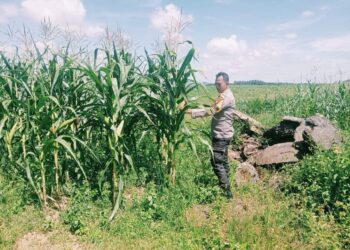 Swasembada Pangan, Polsek Bangkinang Barat Pantau Tanaman Jagung Pipil I