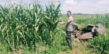 Swasembada Pangan, Polsek Bangkinang Barat Pantau Tanaman Jagung Pipil I