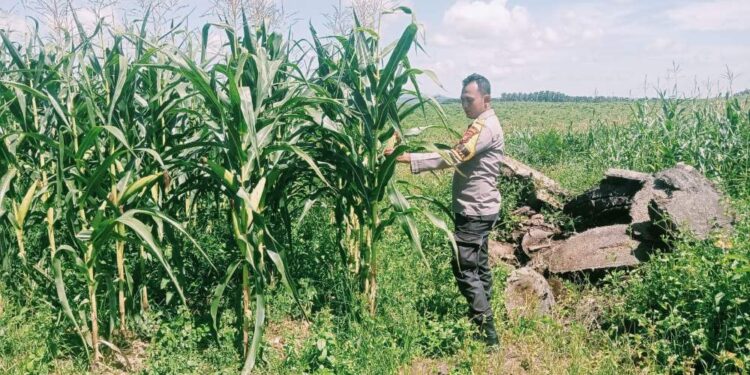 Swasembada Pangan, Polsek Bangkinang Barat Pantau Tanaman Jagung Pipil I