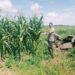 Swasembada Pangan, Polsek Bangkinang Barat Pantau Tanaman Jagung Pipil I
