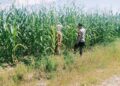 Dukung KPN, Perawatan Dan Pertumbuhan Jagung Desa Batu Langkah Kecil Oleh Polsek Bangkinang Barat