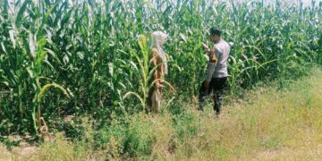 Dukung KPN, Perawatan Dan Pertumbuhan Jagung Desa Batu Langkah Kecil Oleh Polsek Bangkinang Barat