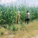 Dukung KPN, Perawatan Dan Pertumbuhan Jagung Desa Batu Langkah Kecil Oleh Polsek Bangkinang Barat