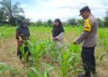 Polsek Bangkinang Barat Bersama Kelompok Wanita Tani Bersihkan Lahan Jagung Di Desa Pulau Jambu