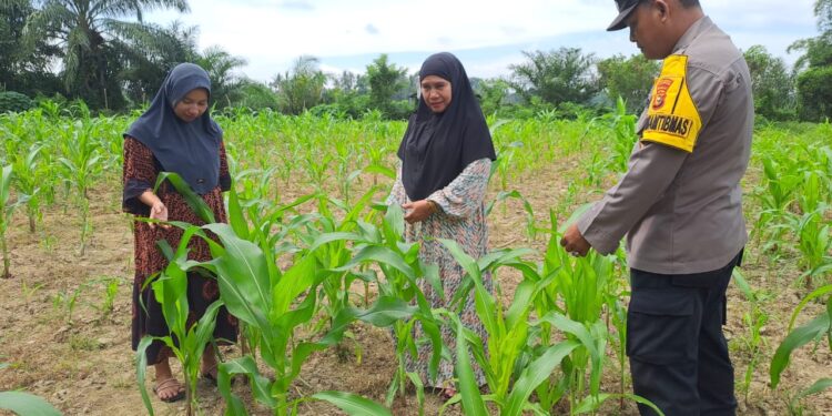 Polsek Bangkinang Barat Bersama Kelompok Wanita Tani Bersihkan Lahan Jagung Di Desa Pulau Jambu