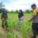 Polsek Bangkinang Barat Bersama Kelompok Wanita Tani Bersihkan Lahan Jagung Di Desa Pulau Jambu