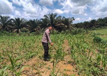 Jagung 1 Hektar Di Siabu Tumbuh Subur, Polsek Bangkinang Barat Pastikan Pendampingan Ketat 