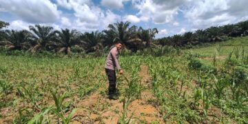 Jagung 1 Hektar Di Siabu Tumbuh Subur, Polsek Bangkinang Barat Pastikan Pendampingan Ketat 