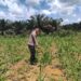 Jagung 1 Hektar Di Siabu Tumbuh Subur, Polsek Bangkinang Barat Pastikan Pendampingan Ketat 