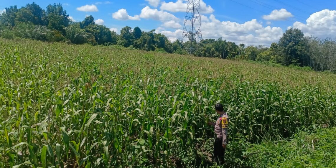 Kapolsek Bangkinang Barat Cek Dan Pantau Perkembangan Jagung Di Salo Timur
