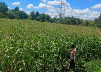 Kapolsek Bangkinang Barat Cek Dan Pantau Perkembangan Jagung Di Salo Timur