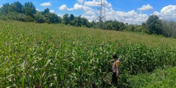 Kapolsek Bangkinang Barat Cek Dan Pantau Perkembangan Jagung Di Salo Timur