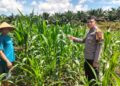 Polsek Bangkinang Barat Cek Perkembangan Dan Pemeliharaan Jagung Desa Siabu