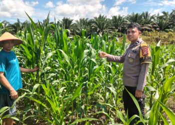 Polsek Bangkinang Barat Cek Perkembangan Dan Pemeliharaan Jagung Desa Siabu