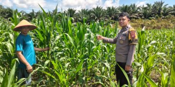 Polsek Bangkinang Barat Cek Perkembangan Dan Pemeliharaan Jagung Desa Siabu