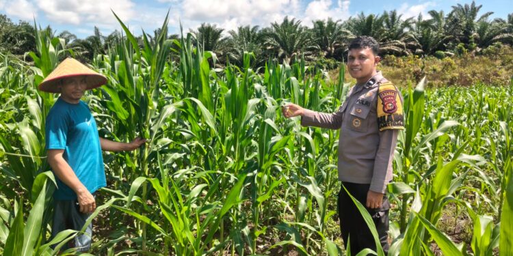 Polsek Bangkinang Barat Cek Perkembangan Dan Pemeliharaan Jagung Desa Siabu