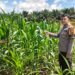 Polsek Bangkinang Barat Cek Perkembangan Dan Pemeliharaan Jagung Desa Siabu