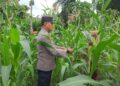 Polsek Bangkinang Barat Sambangi Petani Jagung Desa Pulau Jambu