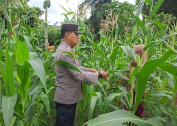 Polsek Bangkinang Barat Sambangi Petani Jagung Desa Pulau Jambu