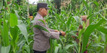 Polsek Bangkinang Barat Sambangi Petani Jagung Desa Pulau Jambu