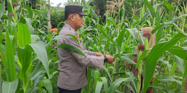 Polsek Bangkinang Barat Sambangi Petani Jagung Desa Pulau Jambu