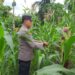 Polsek Bangkinang Barat Sambangi Petani Jagung Desa Pulau Jambu