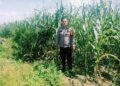 Personel Polsek Bangkinang Terus Cek Dan Pantau Perkembangan Jagung Di PT Simas Sawit Aliantan