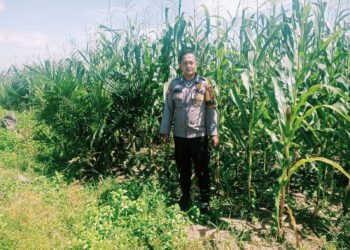 Personel Polsek Bangkinang Terus Cek Dan Pantau Perkembangan Jagung Di PT Simas Sawit Aliantan