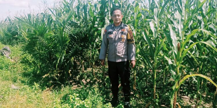 Personel Polsek Bangkinang Terus Cek Dan Pantau Perkembangan Jagung Di PT Simas Sawit Aliantan