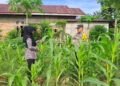 Polsek Bangkinang Barat Sambang Petani Jaga Perkembangan Dan Perawatan Jagung
