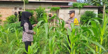 Polsek Bangkinang Barat Sambang Petani Jaga Perkembangan Dan Perawatan Jagung