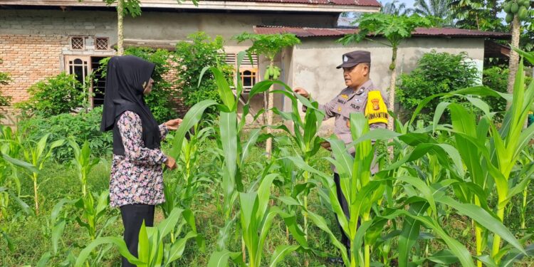 Polsek Bangkinang Barat Sambang Petani Jaga Perkembangan Dan Perawatan Jagung