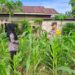 Polsek Bangkinang Barat Sambang Petani Jaga Perkembangan Dan Perawatan Jagung