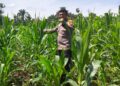 Polsek Bangkinang Barat Cek Pertumbuhan Jagung Di Siabu, Dukung Ketahanan Pangan