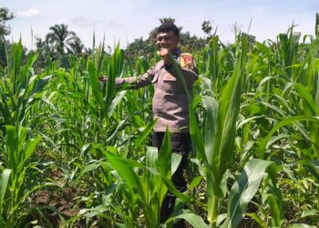 Polsek Bangkinang Barat Cek Pertumbuhan Jagung Di Siabu, Dukung Ketahanan Pangan