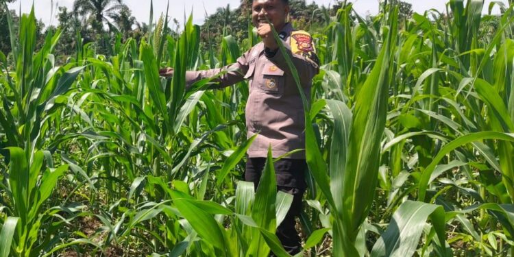 Polsek Bangkinang Barat Cek Pertumbuhan Jagung Di Siabu, Dukung Ketahanan Pangan