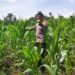 Polsek Bangkinang Barat Cek Pertumbuhan Jagung Di Siabu, Dukung Ketahanan Pangan