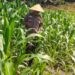 Dukung Ketahanan Pangan, Personel Polsek Bangkinang Barat Bantu Petani Rawat Jagung Pipil