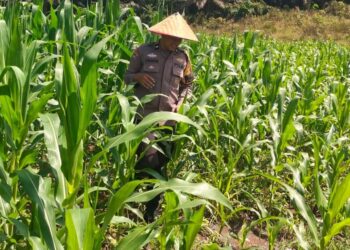 Polsek Bangkinang Barat Cek Lahan Jagung Ketahanan Pangan Di Desa Salo Timur