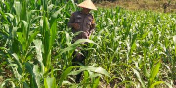 Polsek Bangkinang Barat Cek Lahan Jagung Ketahanan Pangan Di Desa Salo Timur
